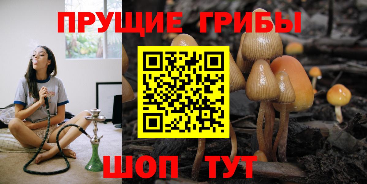 Галлюциногенные грибы Psilocybine cubensis Томск